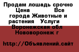 Продам лошадь срочно › Цена ­ 30 000 - Все города Животные и растения » Услуги   . Воронежская обл.,Нововоронеж г.